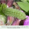 polyommatus amandus teberda larva4